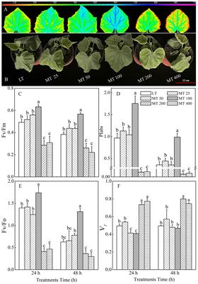 Insights into melatonin-induced photosynthetic electron transport under low-temperature stress in cucumber